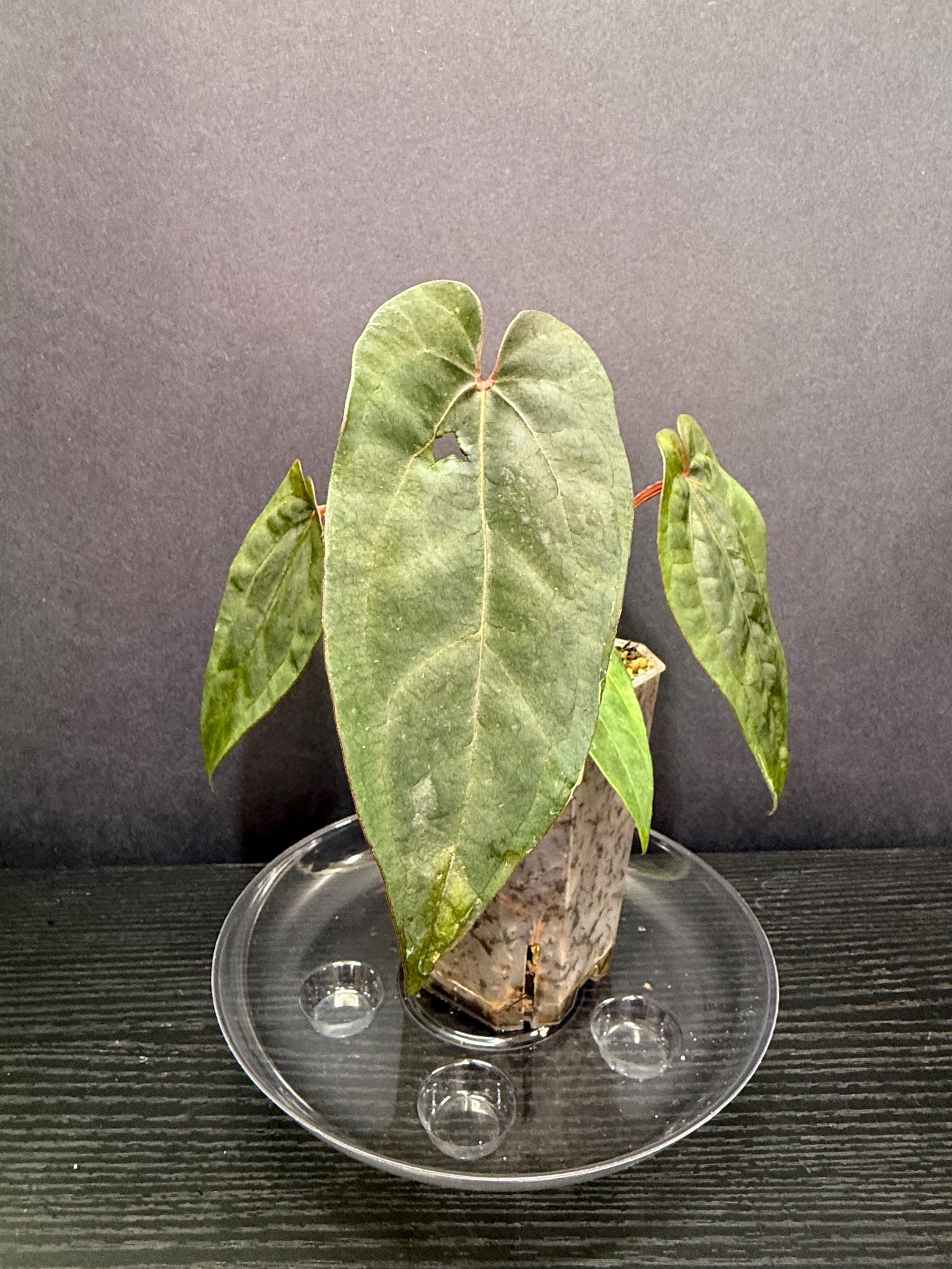 s*b様 anthurium fs×aos フォートシャーマン×エースオブスペー Buy Rare Anthurium Ace of Spades (AOS) X Red Phoenix
