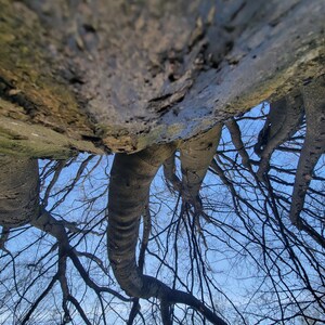 Under a Tree Print