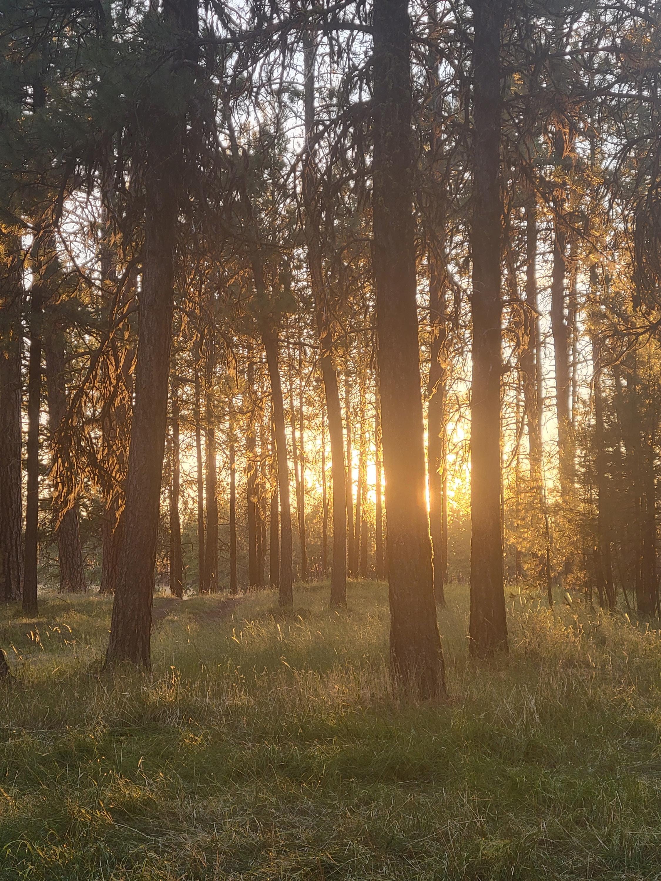 Sunlight Through the Trees Print