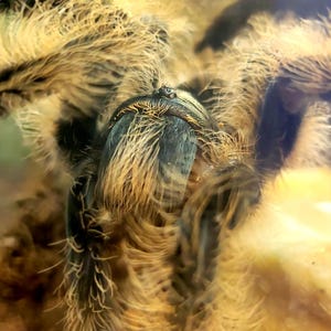 Tarantula Print