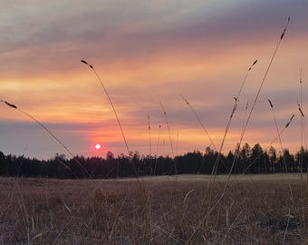 Sunset Through the Grass at Opal Meadow Print