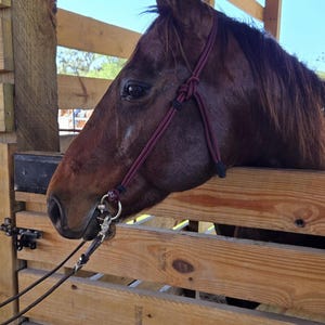 Rope Headstall, Custom Quick Change Headstall Bridle, Horse Bridle, Quick Change Rope Bridle, Custom Headstall
