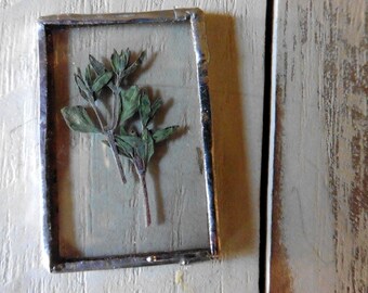 Stained Glass // Pressed Herbs // Thyme