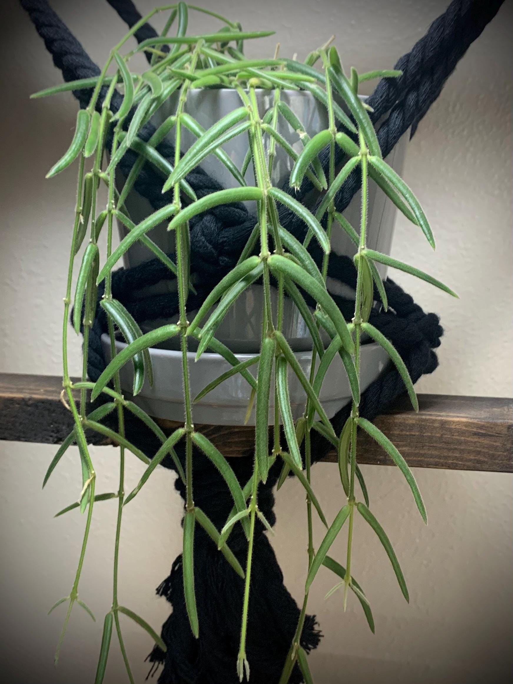 Hoya リネアリス ホヤ・リネアリス | 大阪の植物園-咲くやこの花館－
