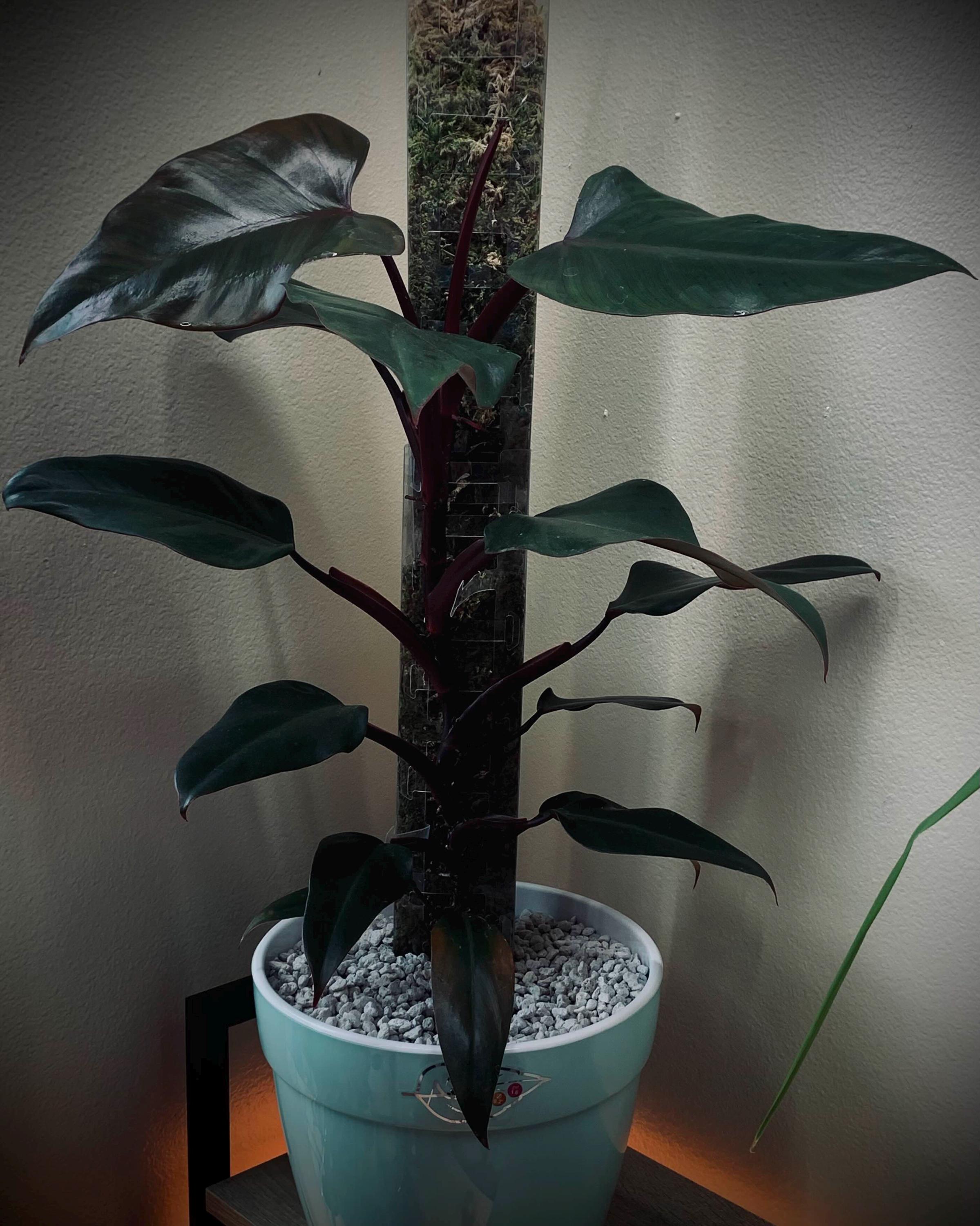 超希少なPhilodendron 