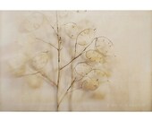 Lunaria, 8x12 Print, Nature Photography, Botanical Print, Nature Still Life, Money Plant, Rustic Home Decor, Neutral Wall Art, Minimalist