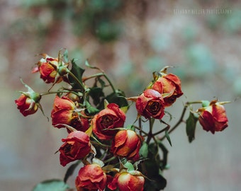 Flower Photography, Still Life Photography, 8x10, Botanical Print, Roses, Dreamy Photography, Flower Art, Red Roses, Nature Photography