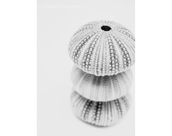 Black and White Photography Sea Urchin Abstract Nautical Decor Coastal Nature Rustic Minimalist Contemporary Art Grey Seashell 5x7 Print