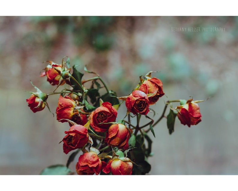 Flower Photography Rose Photograph Botanical Print Still image 1