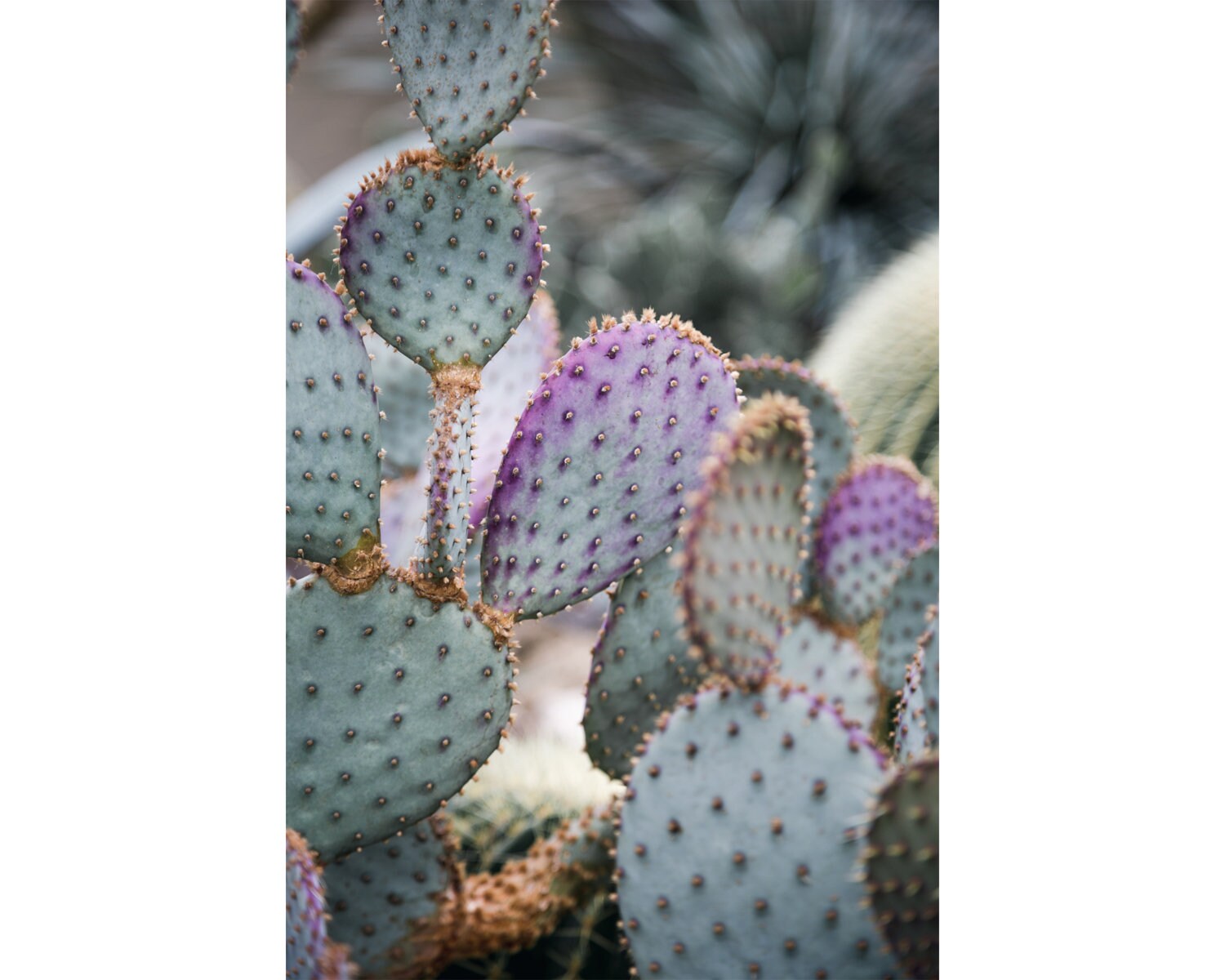 pastel green prickly pear cactus fine art image for wall gallery decor