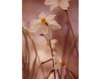 Flower Photography, 5x7 Print, Wildflower Print, Nature Photography, Narcissus Print, Dreamy Photography, Spring Decor, Floral Photography