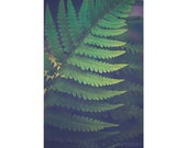 Fern Photograph, 8x12 Print, Nature Photography, Jewel Tones, Woodland Photography, Fern Print, Emerald Decor, Abstract Photography, Green