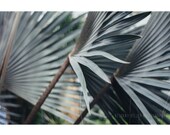 Palm Abstract, 8x12 Print, Nature Photography, Tropical Decor, Palm Trees, Palm Tree Art, Abstract Nature Photography, Green Art, Abstract