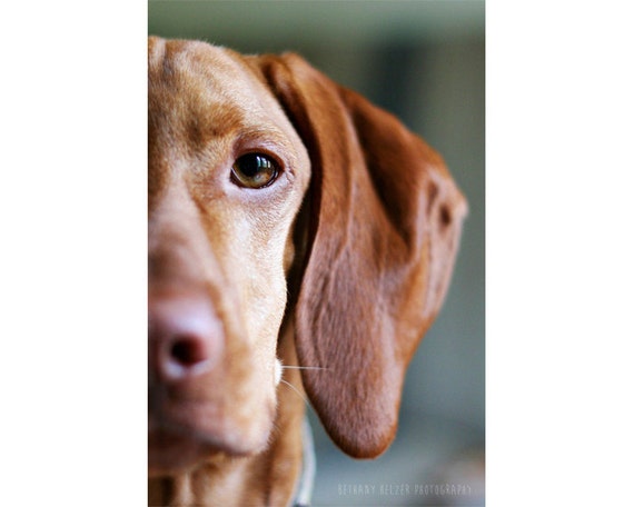 hund schleier auf dem auge