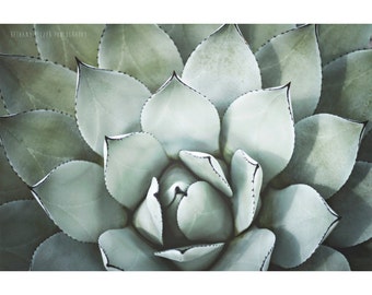 Agave Photograph, 8x12 Print, Nature Photography, Plant Photograph, Cactus Print, Agave Cactus, Dreamy Photography, Abstract Photography