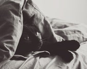 Cat Photography, 8x12 Print, Black Cat, Black and White Photography, Portrait Photography, Cat Art, Dreamy Photography, Love, Fine Art