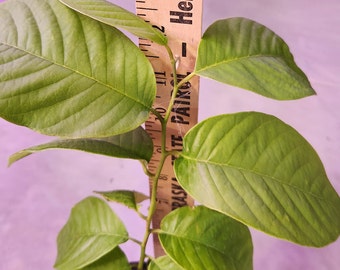 Cherimoya Starter Plant Grow from Seeds