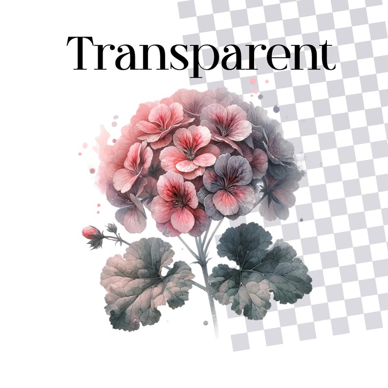 May include: Watercolor illustration of a geranium flower with pink and purple petals, green leaves, and the word "Transparent" in black text. The flower is set against a white background.