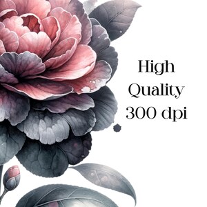 May include: Watercolor illustration of a large flower with pink and purple petals and gray-green leaves. The text "High Quality 300 dpi" is displayed in black font on a white background. The image is a close-up of the flower.