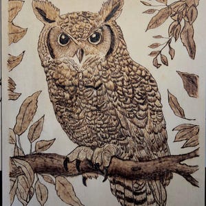 The Owl