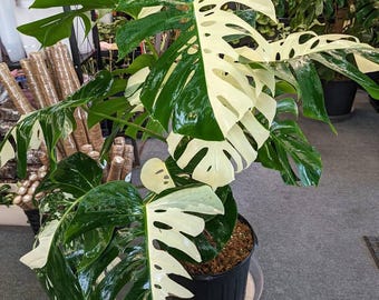 Homalomena Black Velvet - Araceae Plant (beautiful Velvet Homalomena Black Velvet - Araceae Plant (beautiful Velvet