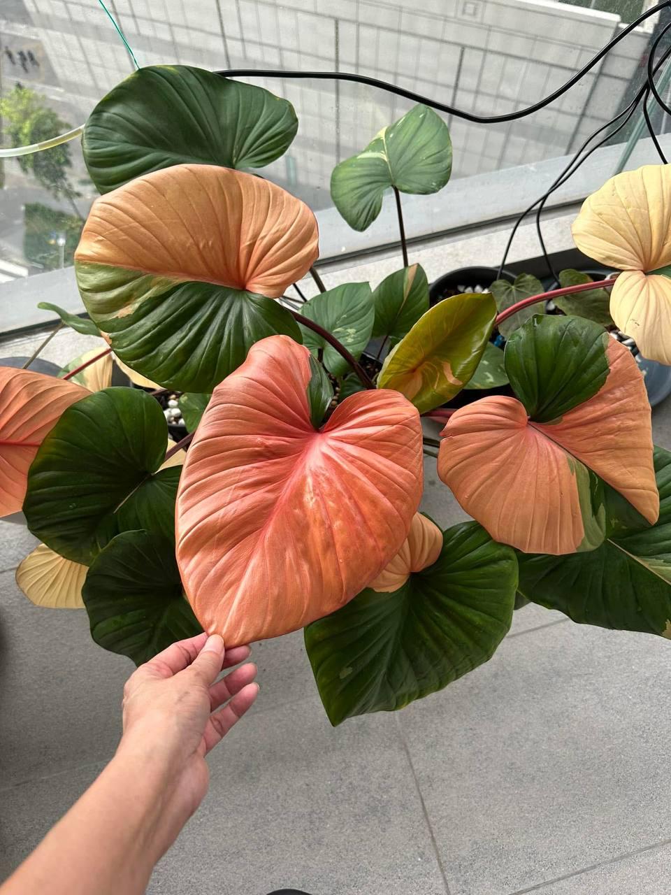 Homalomena Rubescens Pink Variegated - Etsy
