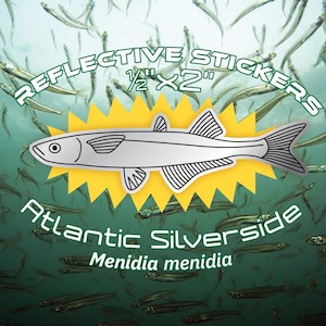Silversides Reflective Fish Stickers | Road Safety Reflective Stickers for Cyclists, Bikers, and Helmets