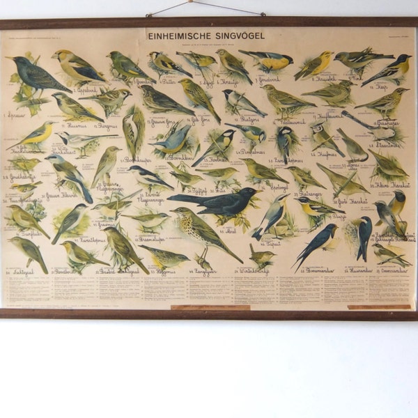 Vintage Pull Down Chart ,singing birds,old school  poster,