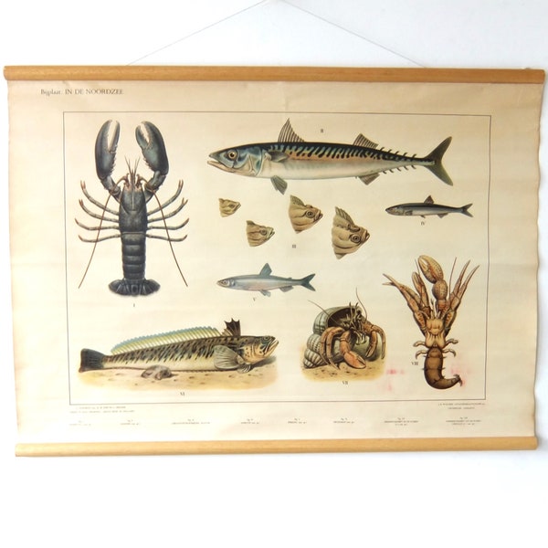 Super Sale Vintage old Pull Down Chart in the north sea, sea fish and crustaceans