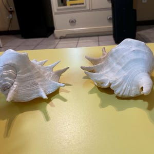 May include: Two white seashells with intricate patterns and textures. The shells are on a yellow surface.