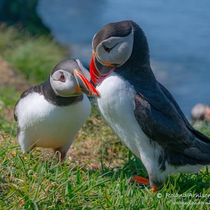May include: Two puffins, one black and white with a red beak, the other white with a black head and a red beak, are perched on a grassy cliffside.