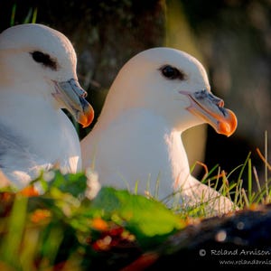 Op de afbeelding: Twee witte zeevogels met oranje snavels zitten op een bed van groen gras. De vogels kijken in verschillende richtingen en hun snavels staan ​​licht open. De achtergrond is wazig en donker.