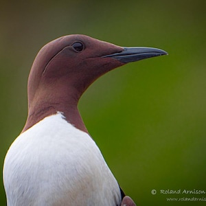 Könnte beinhalten: Nahaufnahme eines braunen und weißen Vogels mit schwarzem Schnabel. Der Vogel hat einen dunkelbraunen Kopf und Hals und einen weißen Körper. Der Vogel schaut nach rechts im Bild.