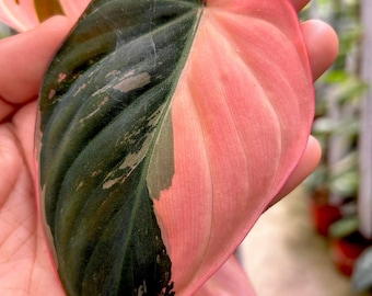 Philodendron Pink Micans Variegated Rare Plant Indoor Outdoor Gardening