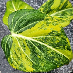 Philodendron Gloriosum Aurea Variegated Rare Plant One Leaf Rooted Node Cutting Indoor Outdoor Gardening
