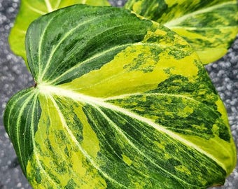 Philodendron Gloriosum Aurea - Planta rara abigarrada, esqueje de una hoja con raíces, ideal para jardinería interior y exterior.