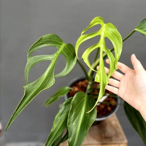 Monstera Burle Marx Flame One Leaf Rooted Node Cuttings Indoor Outdoor Rare Plant Gardening