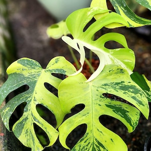 Monstera Light Lime Variegated One Leaf Rooted Node Cutting Indoor Outdoor Rare Plant Gardening