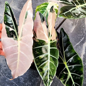 Alocasia Black Satun Pink & Albo Variegated Plantación Cormos Raros Jardinería Interior Exterior