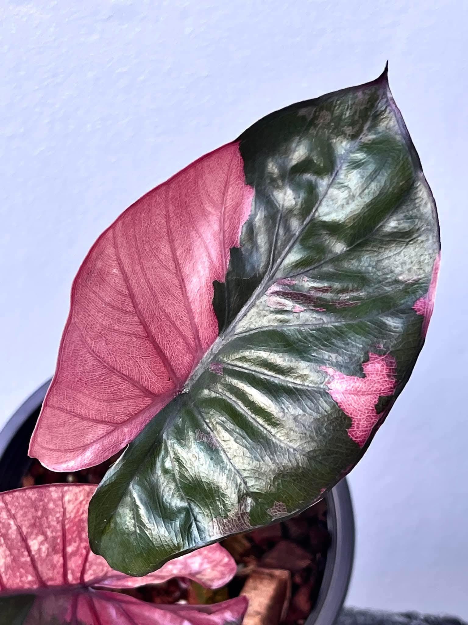 Alocasia serendipity variegated - Etsy 日本