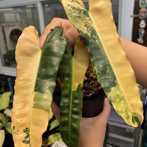 Variegated Philodendron Brown Beauty Cutting: Rare Indoor Plant