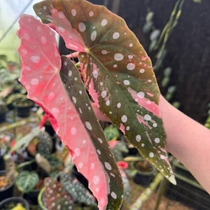 Begonia Maculata Rosa Abigarrada, Planta Rara para Jardinería de Interior y Exterior