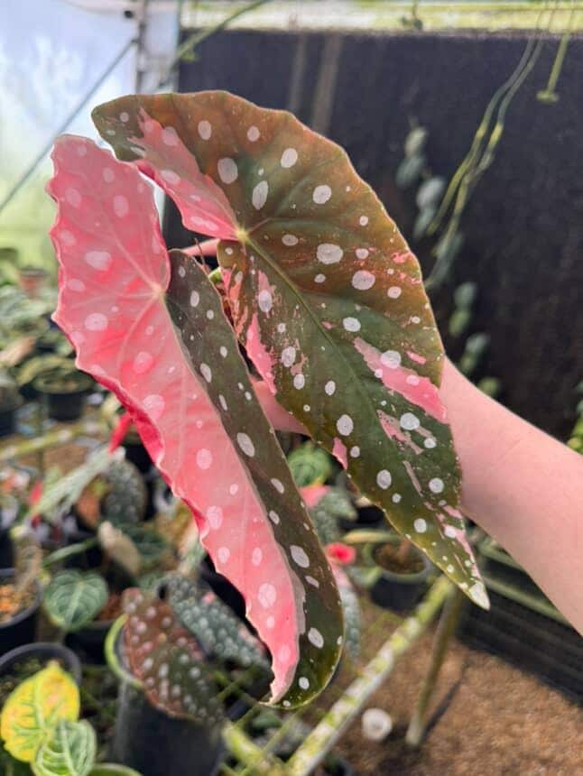 ベゴニア・マキュラータ ピンク斑入り 希少屋内屋外園芸植物 - Etsy
