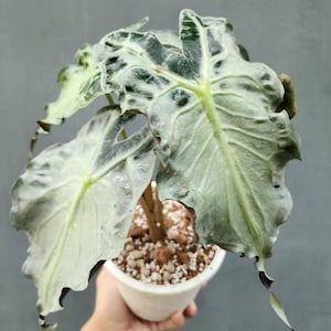 Alocasia Venom Planting Corms Rare Plant Indoor Outdoor Gardening