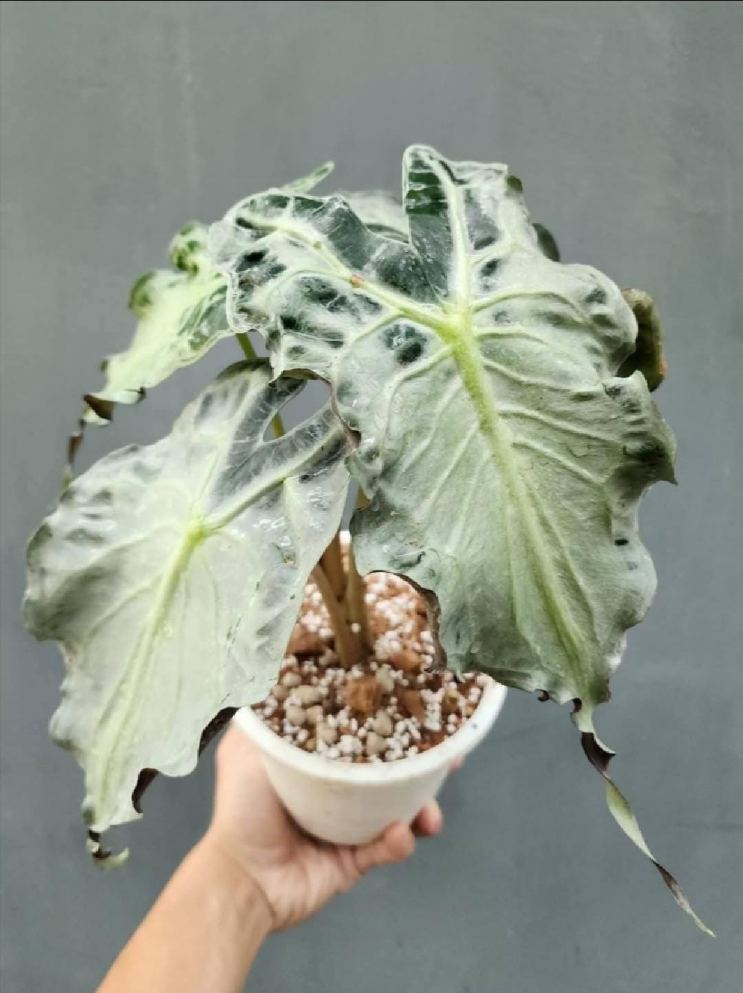 アロカシア ブラックサタン ピンクボーン Alocasia black velvet pink