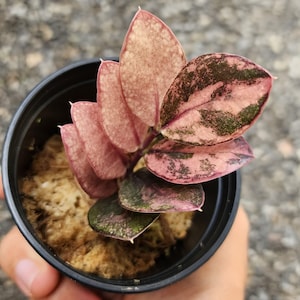 ZZ Raven Pink Variegated Zamioculcas Zamifolia Rooted Stem Rare Indoor Outdoor Gardening Planting