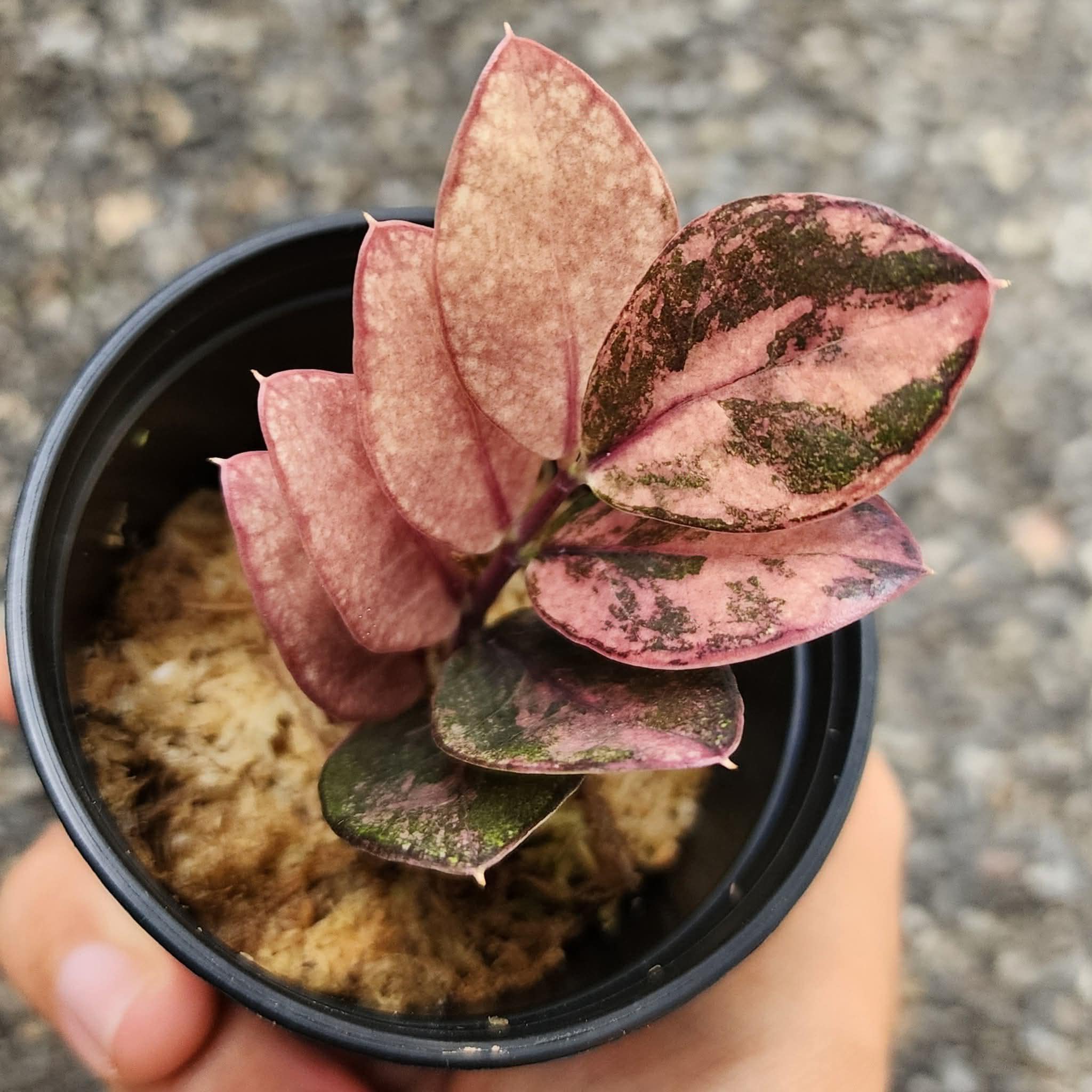 ZZ Raven Pink Variegated Zamioculcas Zamifolia Rooted Stem