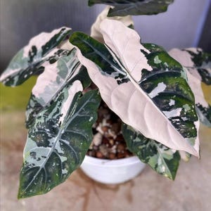 Alocasia Chantrieri, bulbos abigarrados rosados, planta rara, jardinería interior y exterior.