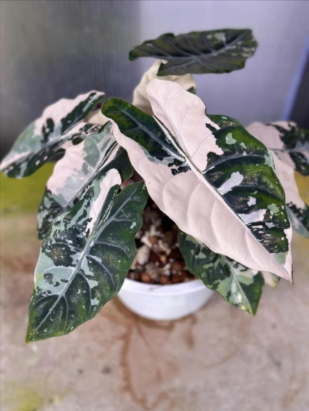 速達【アロカシア・ブラックベルベット　pink var.】corm1 Alocasia black velvet pink variegata - Etsy 日本