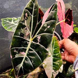 Alocasia black velvet pink variegata - Etsy 日本